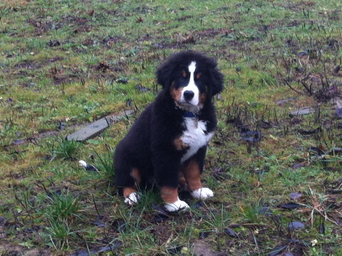 Berner sennenhund Hansennens Raventos - Hvad er der mor? billede 11