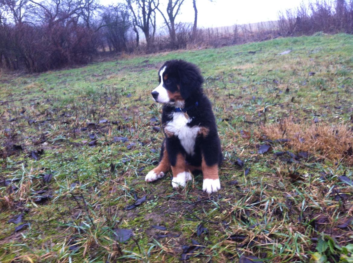 Berner sennenhund Hansennens Raventos billede 12