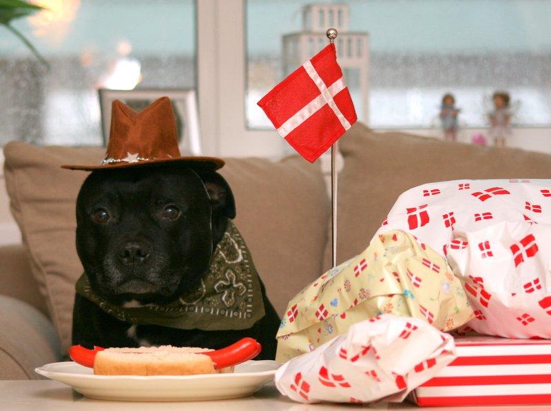 Staffordshire bull terrier Manse - Så blev vores flotte fyr 9 år 31/12.12 billede 2