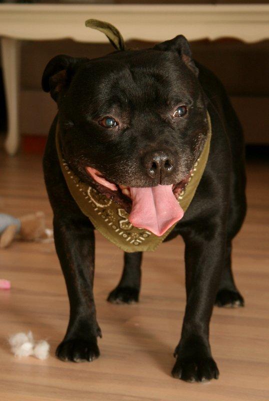 Staffordshire bull terrier Manse billede 9