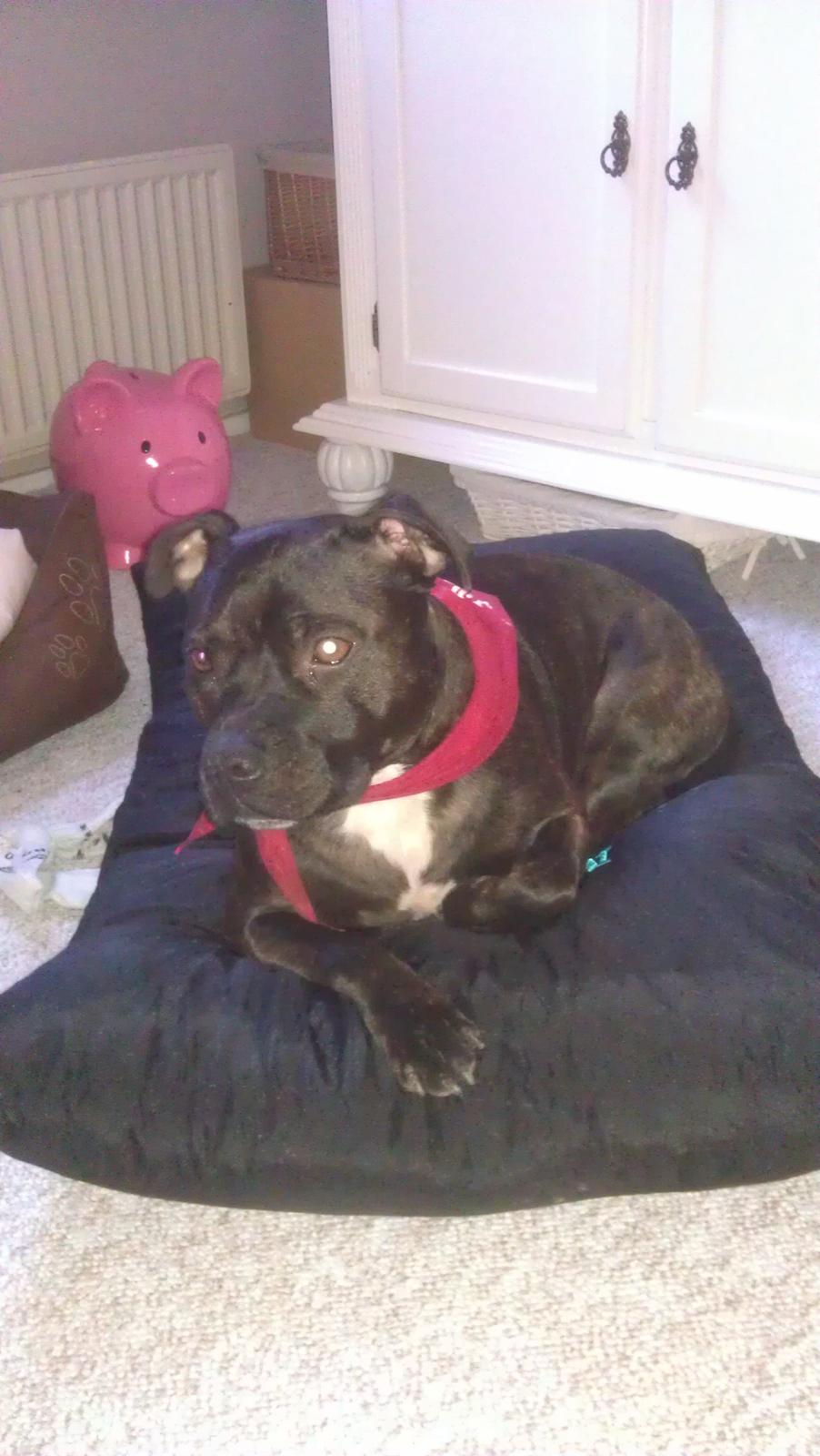 Staffordshire bull terrier malte billede 20