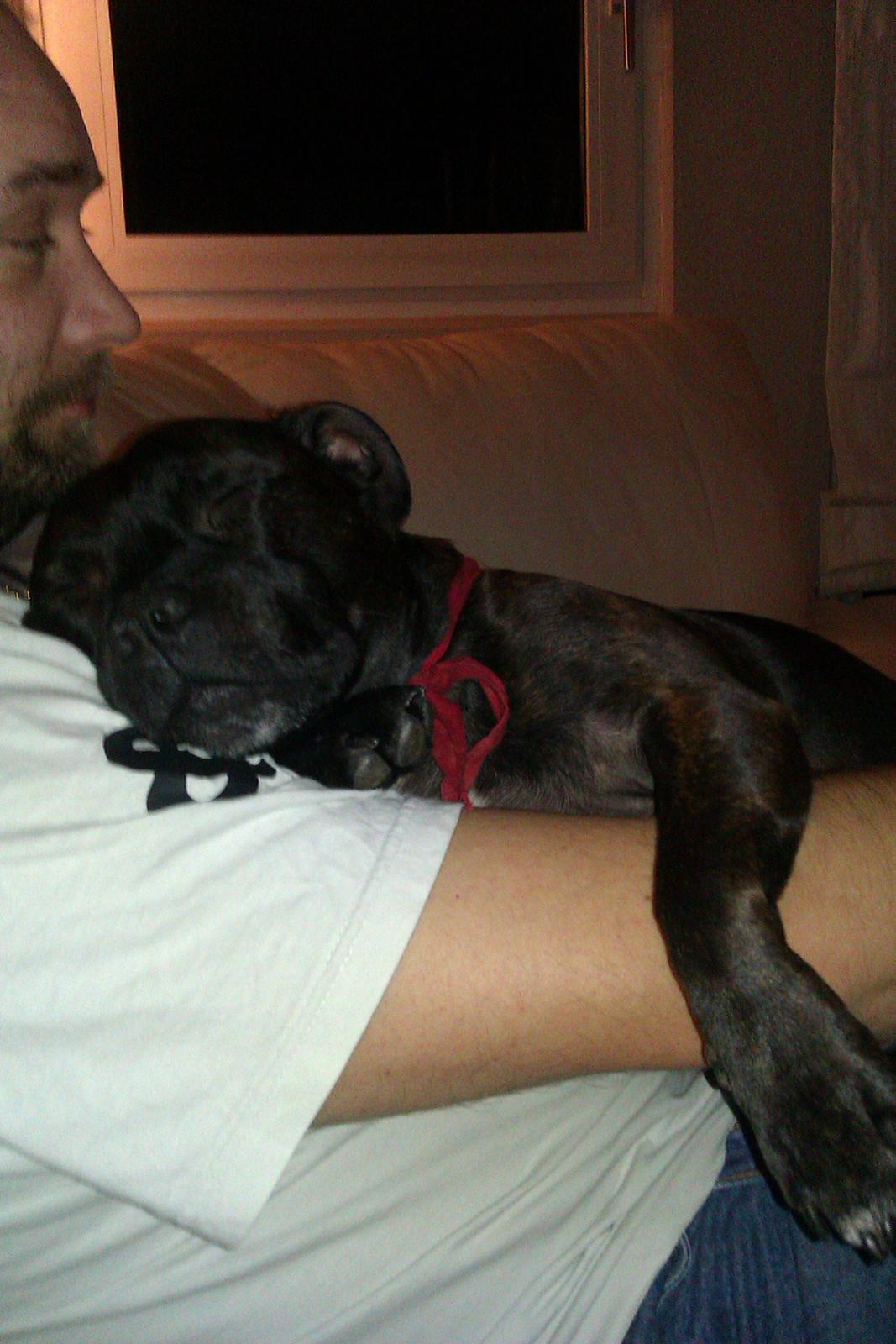 Staffordshire bull terrier malte billede 4