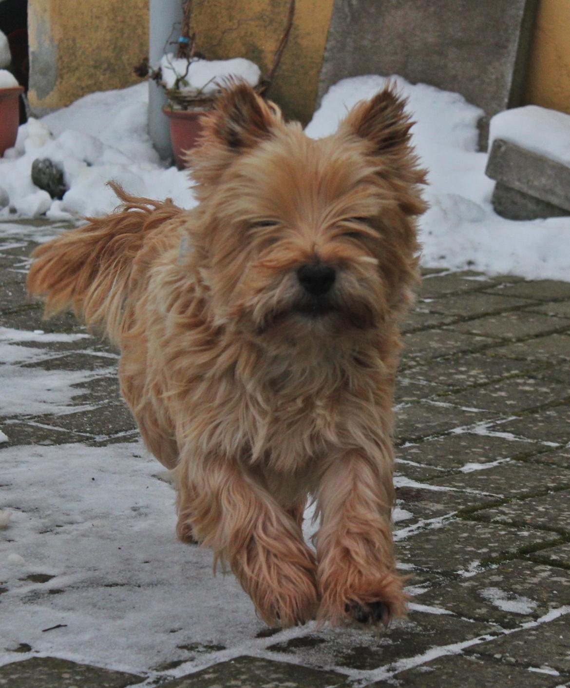 Cairn terrier joey billede 1