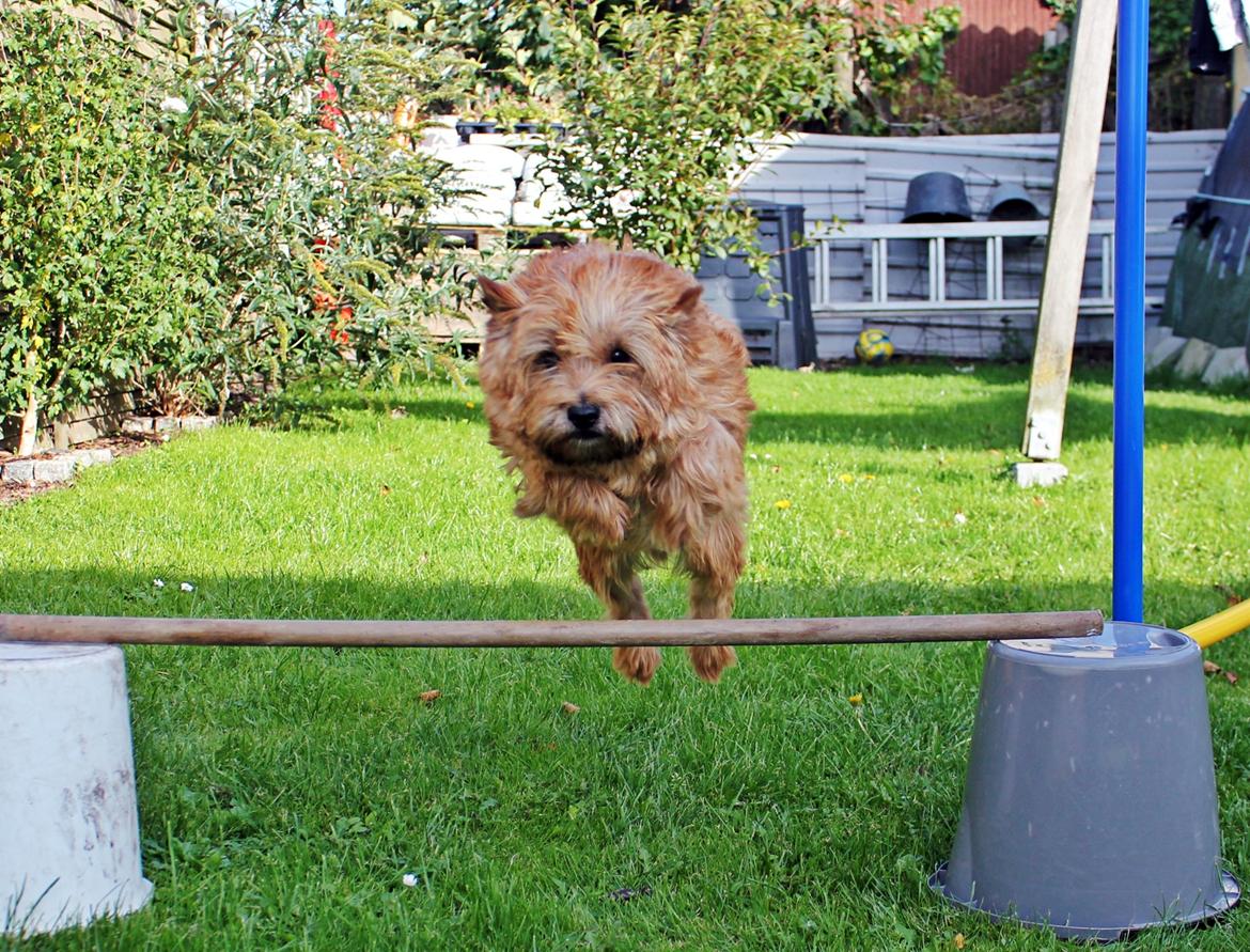 Cairn terrier joey billede 18