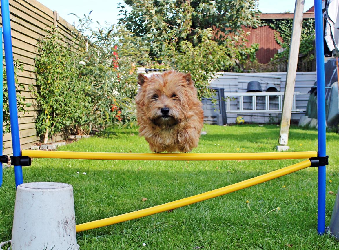 Cairn terrier joey billede 19
