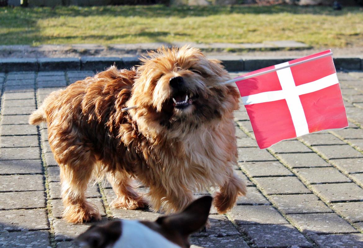 Cairn terrier joey billede 2