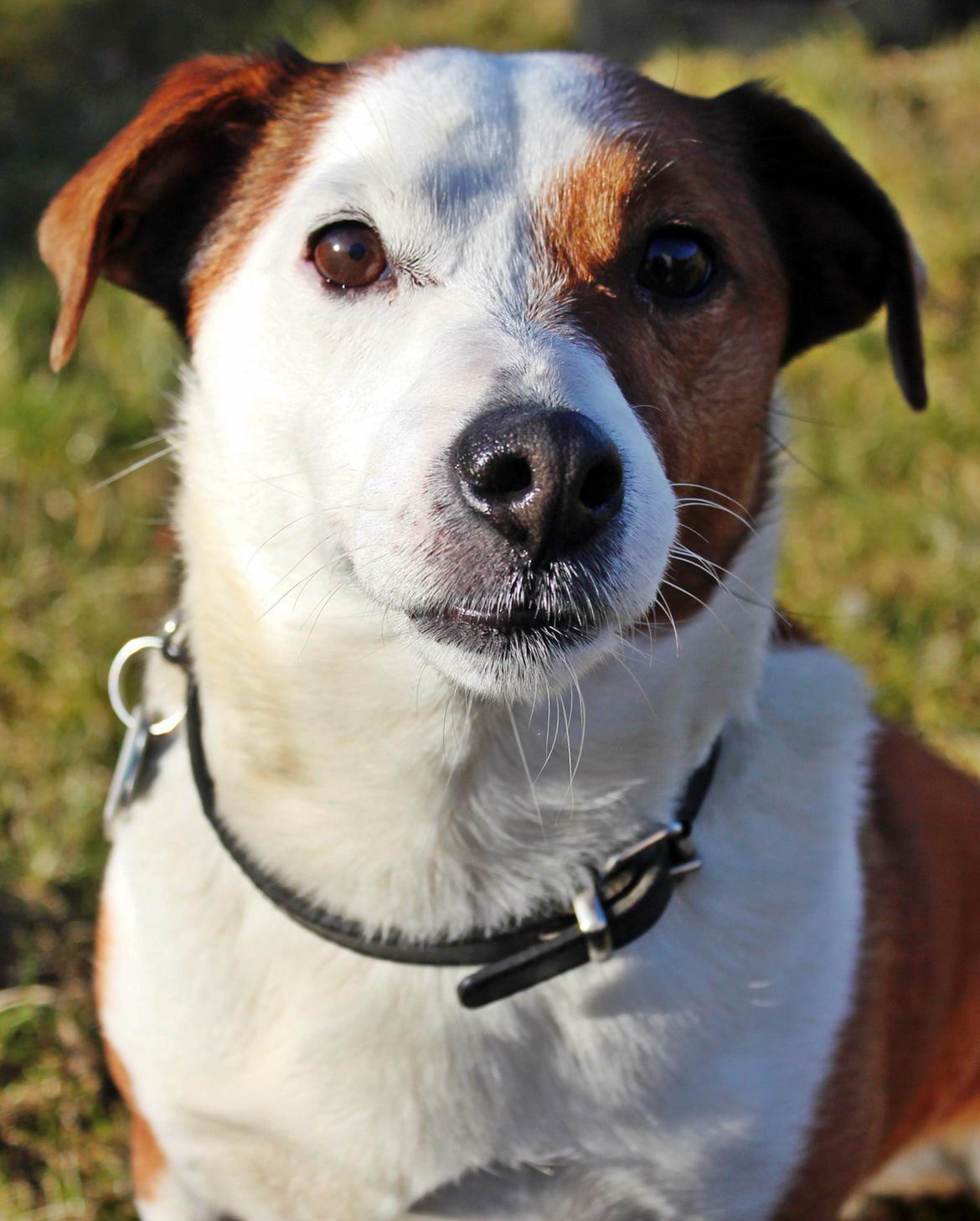 Jack russell terrier fido - Foto: Mathilde.D.B.Larsen. (Mig) billede 2