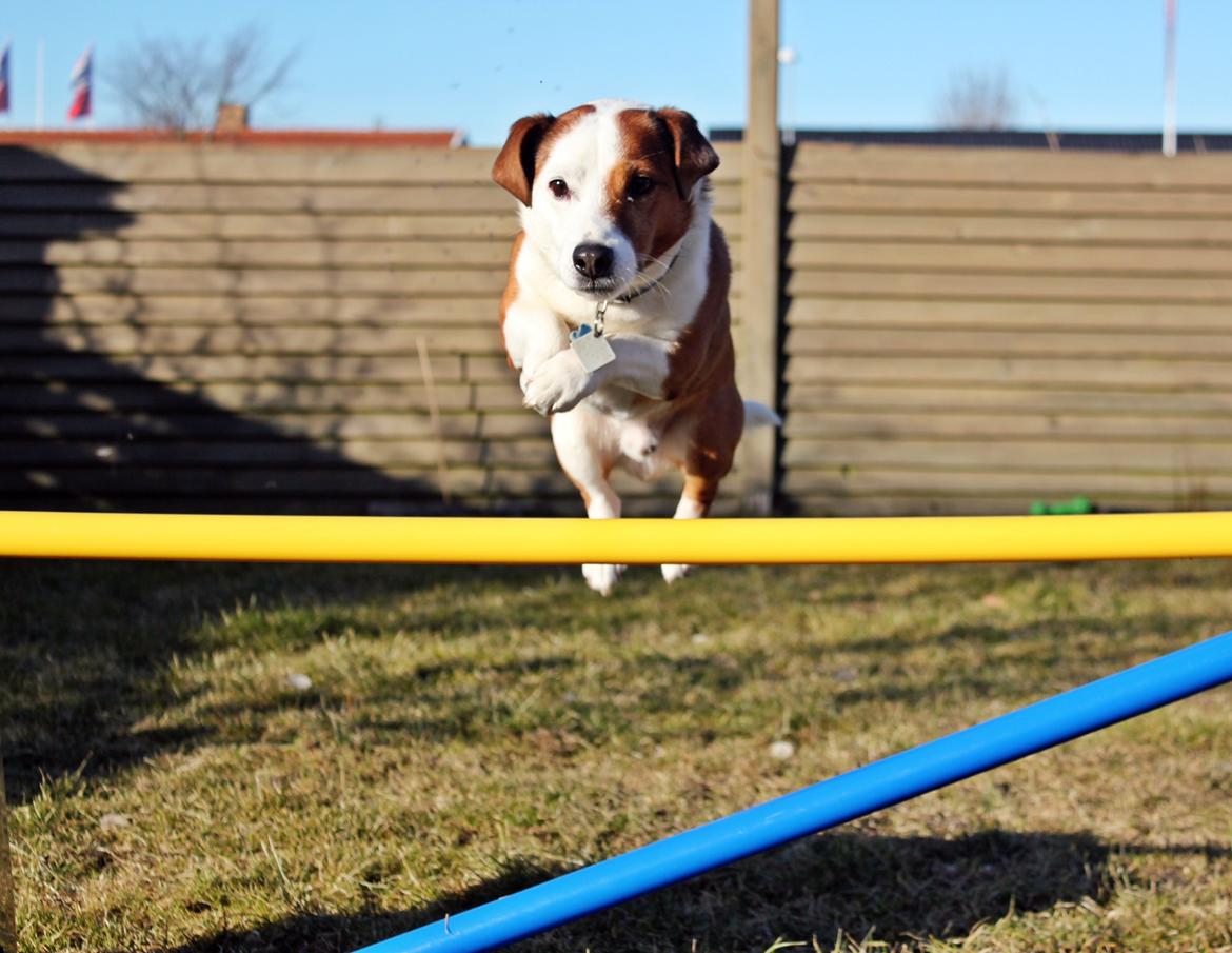 Jack russell terrier fido - Foto: Mathilde.D.B.Larsen. (Mig) billede 3