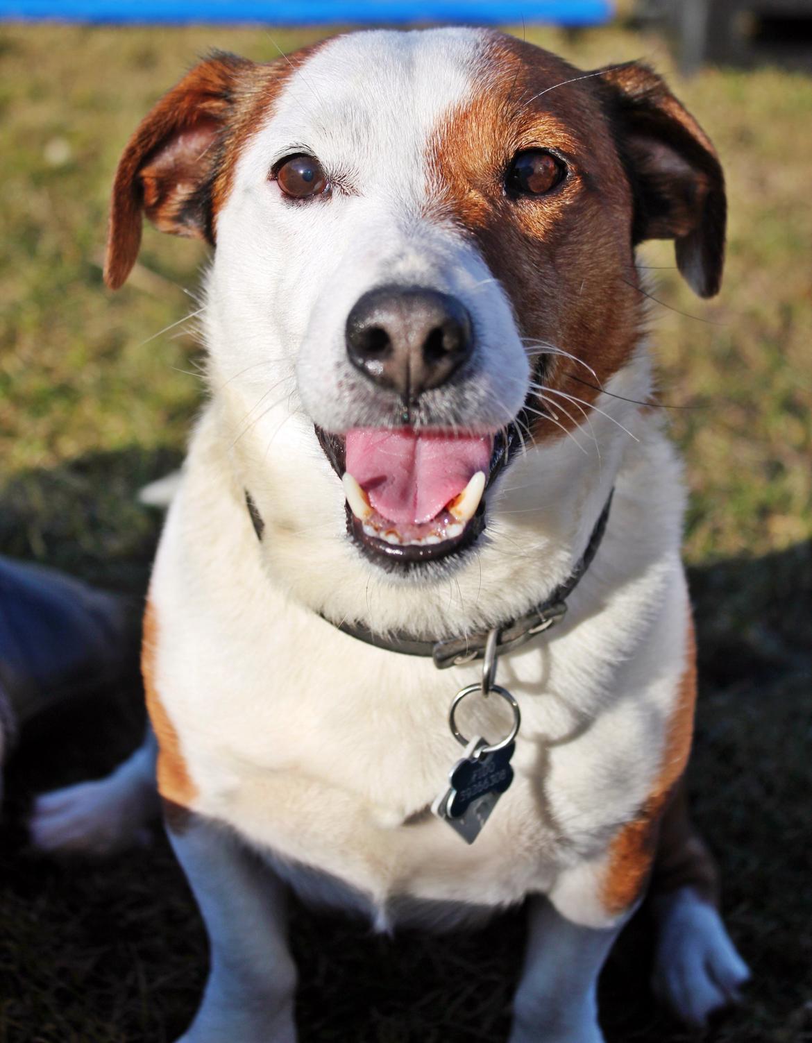 Jack russell terrier fido - Foto: Mathilde.D.B.Larsen. (Mig) billede 4