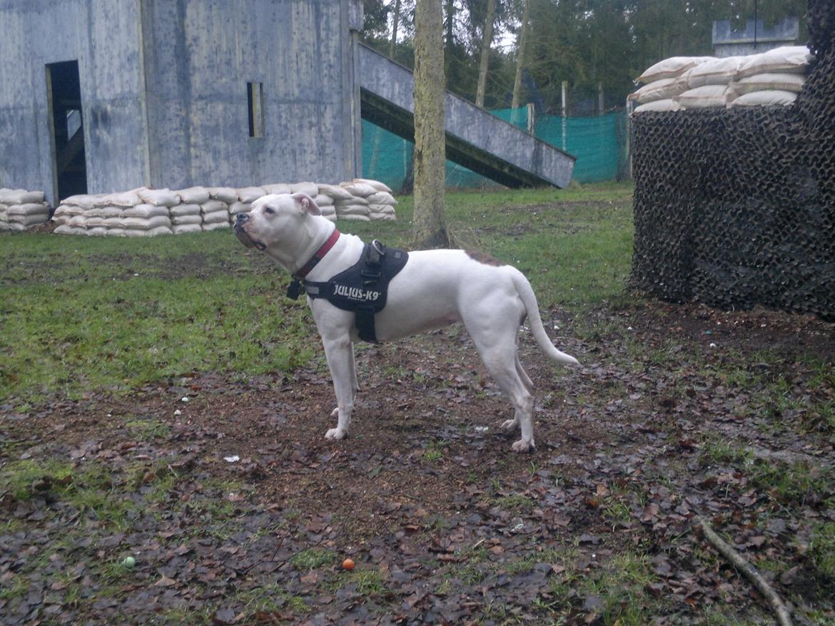 Amerikansk bulldog Kettners Esmeralda"Gaia" 11.03.2007-23.07.2019 billede 5