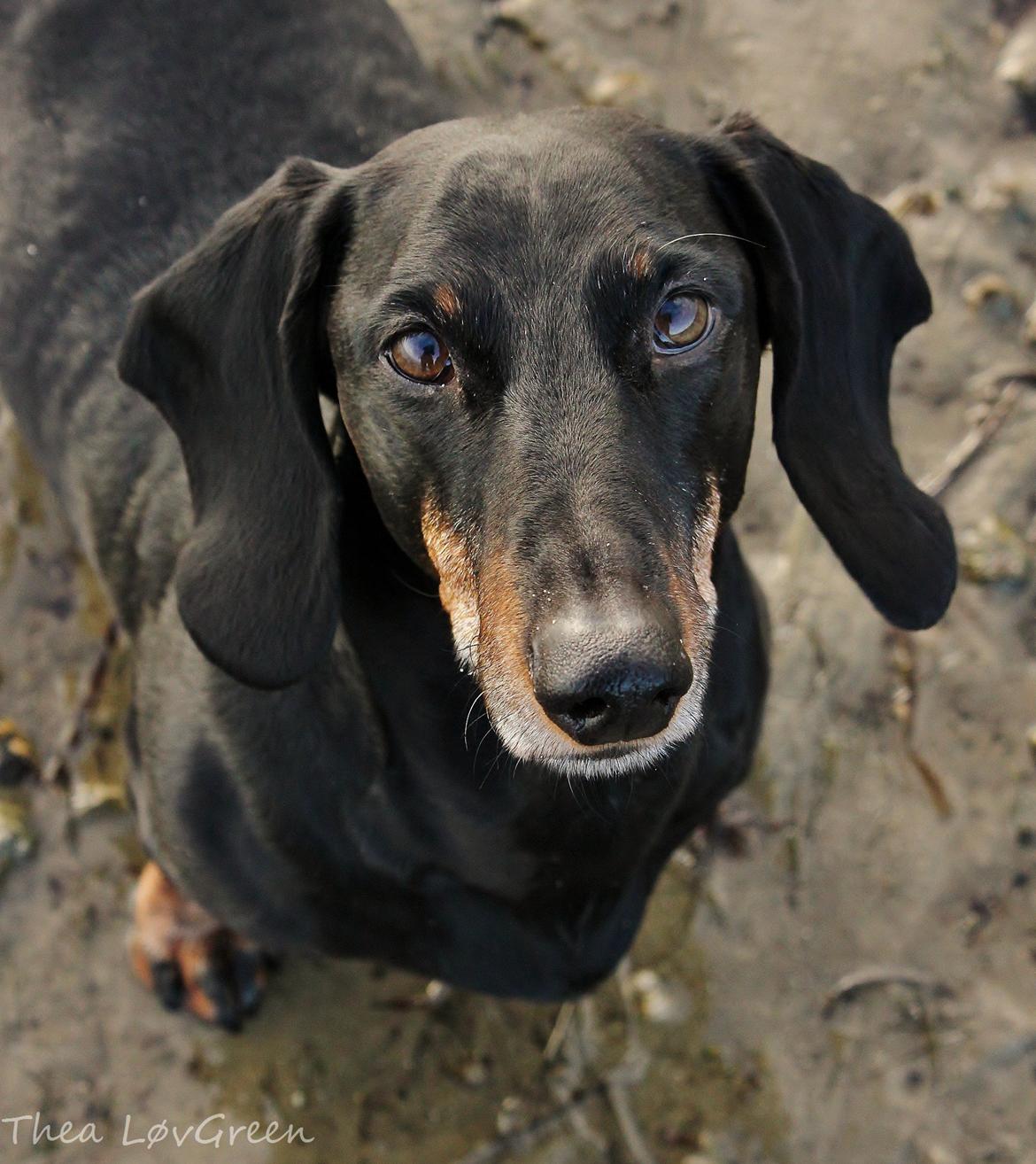 Gravhund ......Jaques.....;) (Himmelhund) - Jaques på sin 11 års fødselsdag 26/12 -12. billede 15