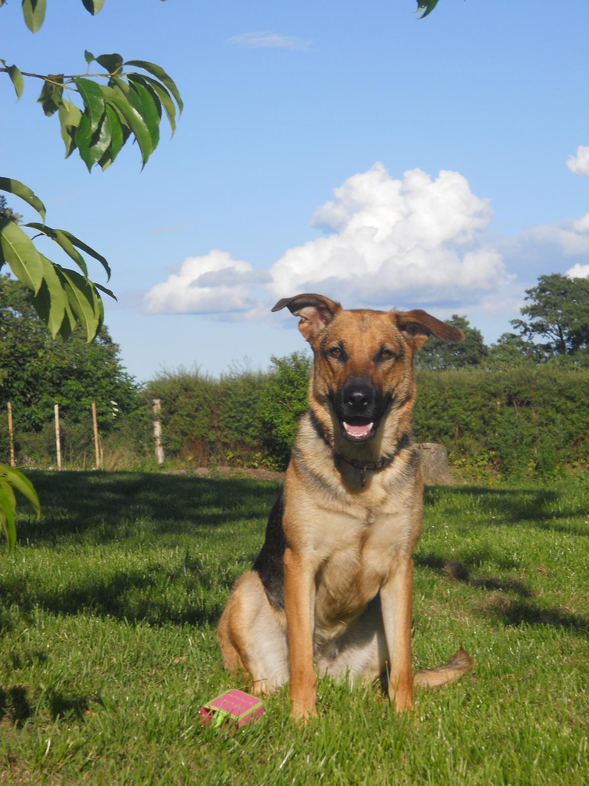 Blanding af racer Bella billede 4