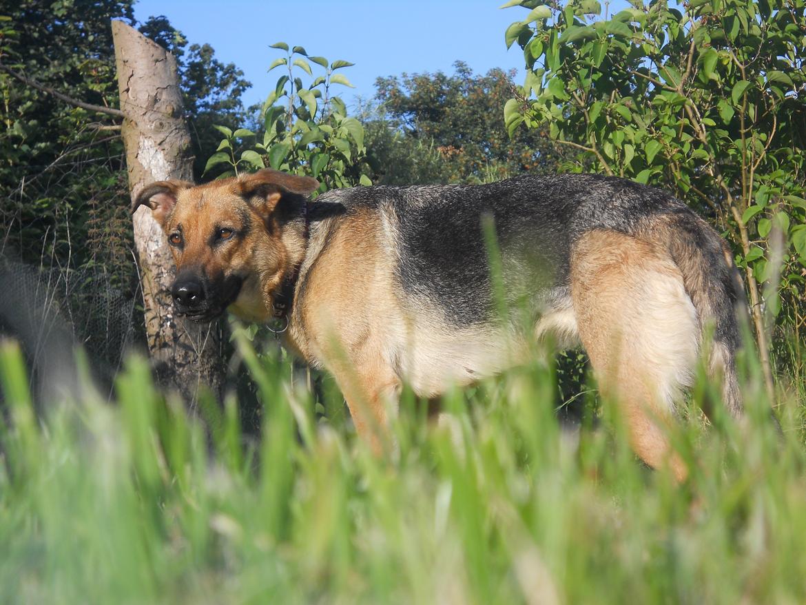 Blanding af racer Bella billede 5