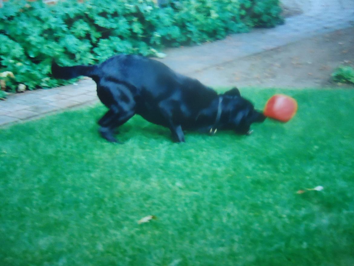 Labrador retriever Balou billede 8