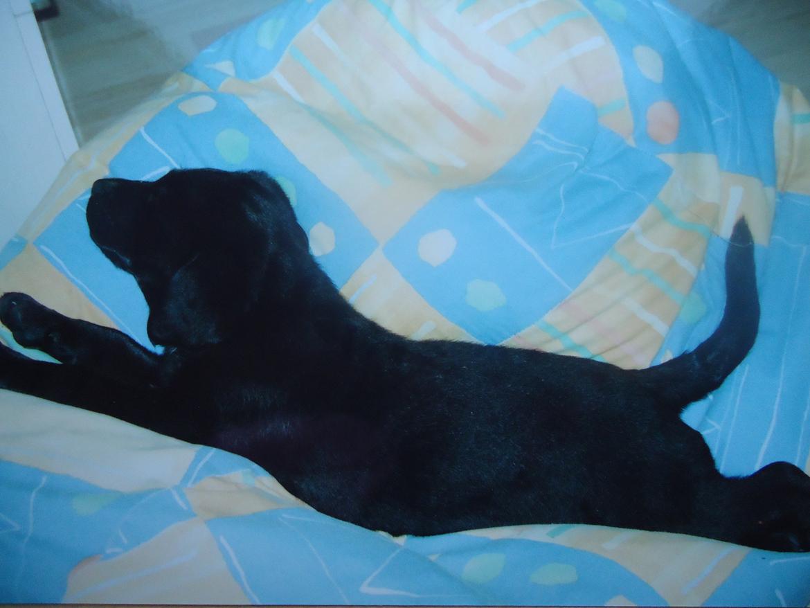 Labrador retriever Balou billede 9