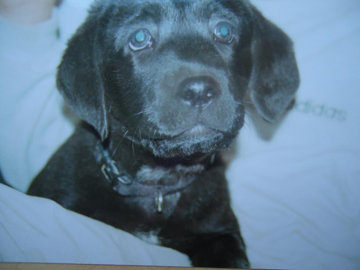 Labrador retriever Balou billede 10