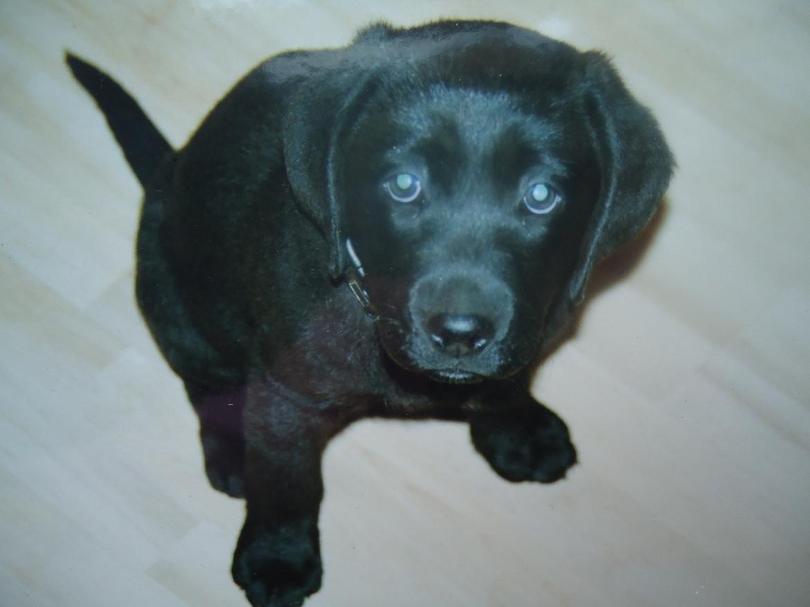 Labrador retriever Balou billede 11