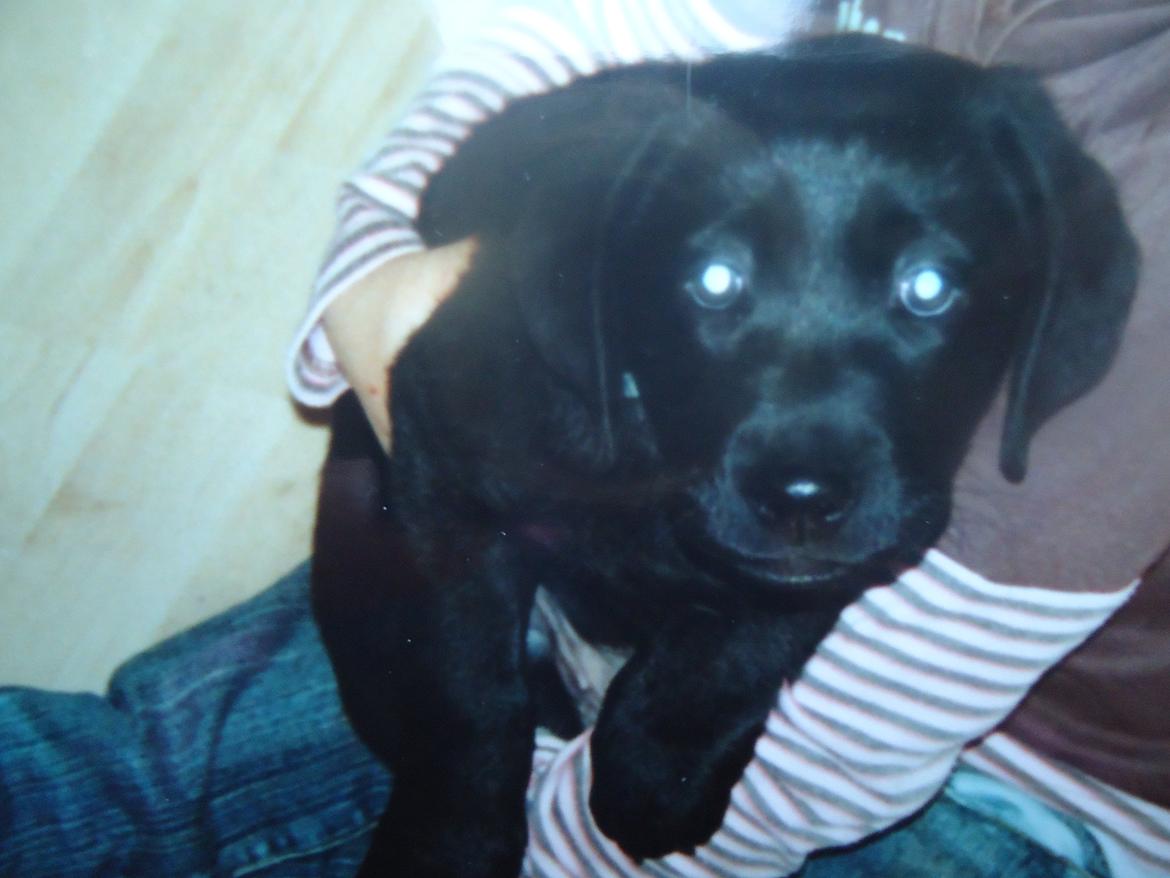 Labrador retriever Balou billede 12