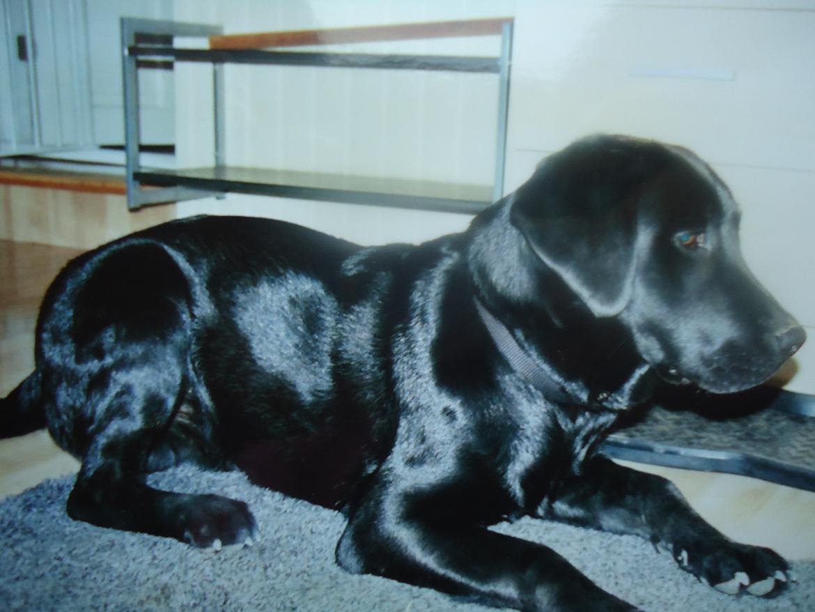 Labrador retriever Balou billede 13