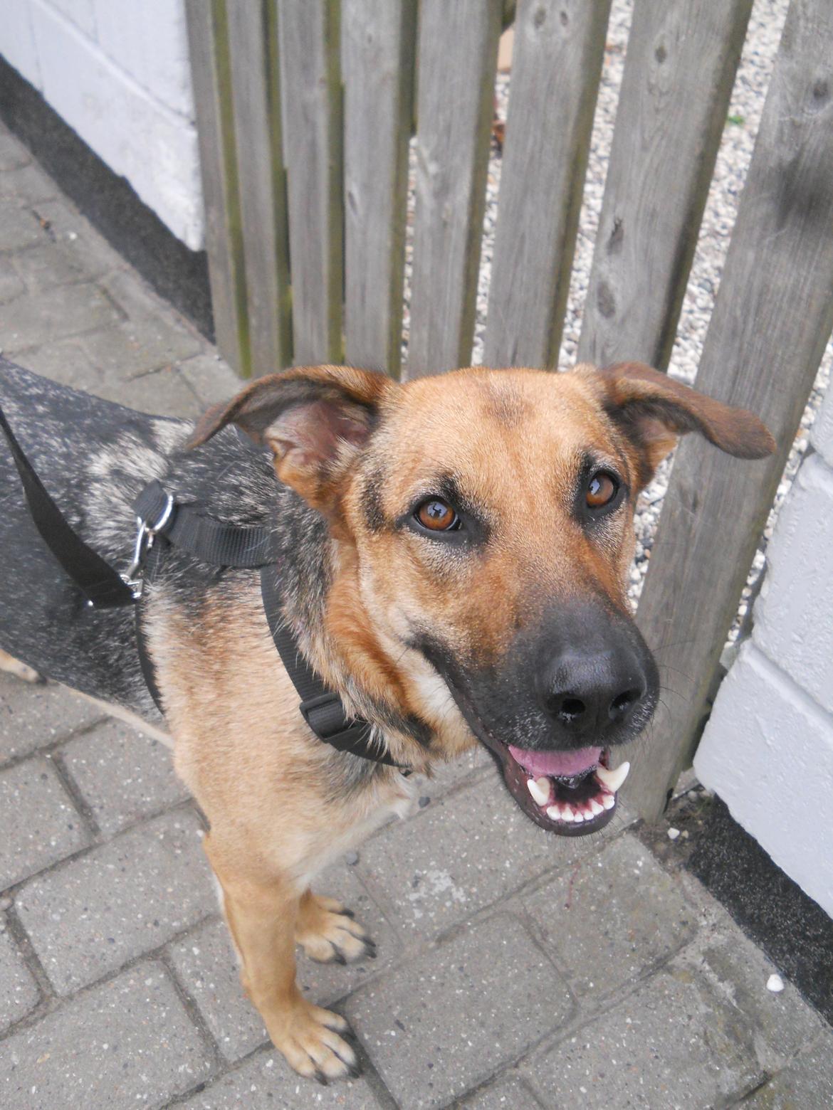 Blanding af racer Bella billede 6