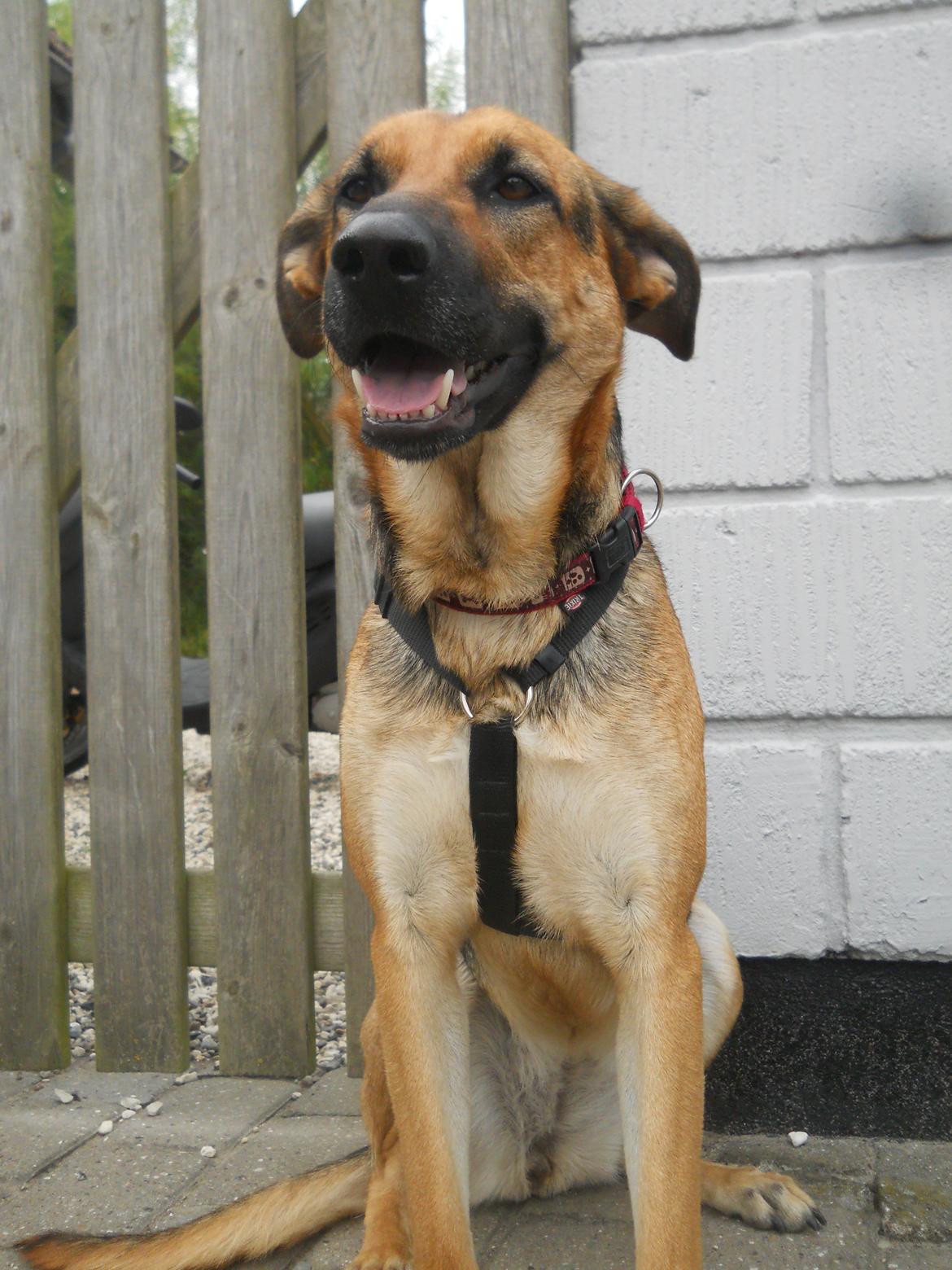 Blanding af racer Bella billede 7