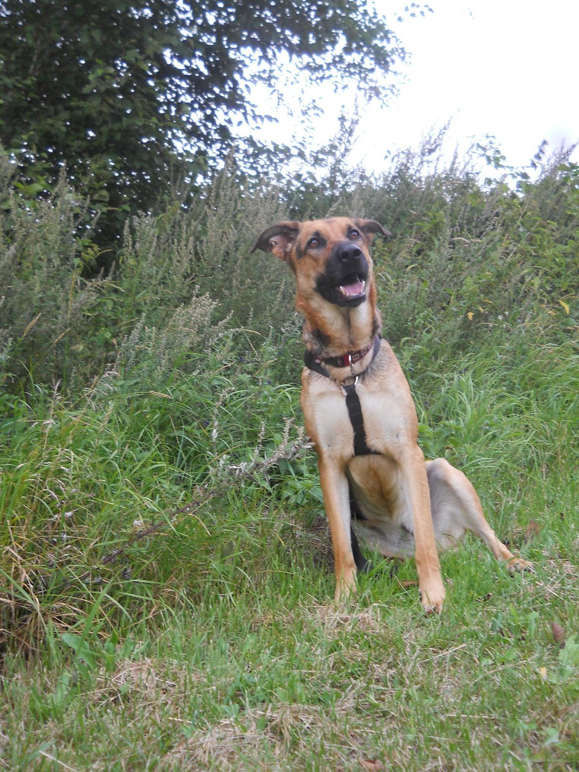 Blanding af racer Bella billede 8