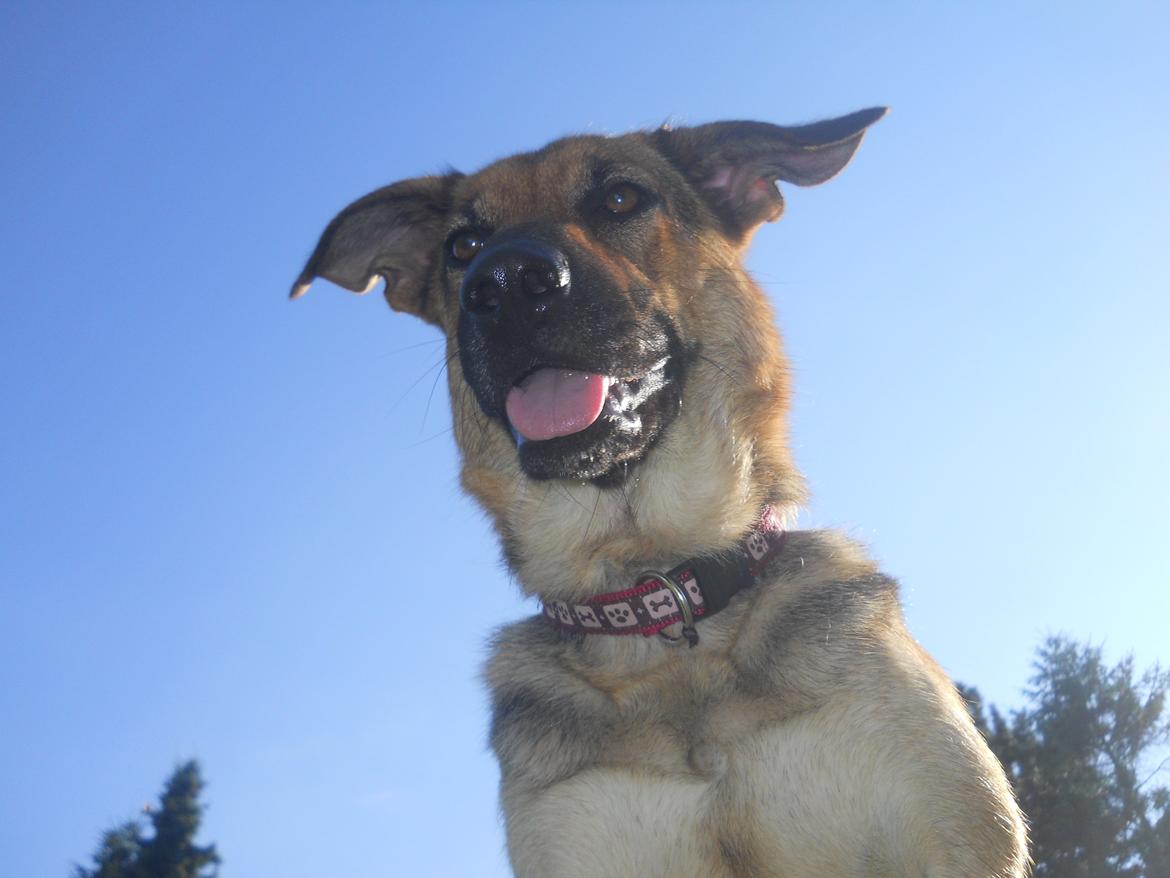 Blanding af racer Bella billede 9