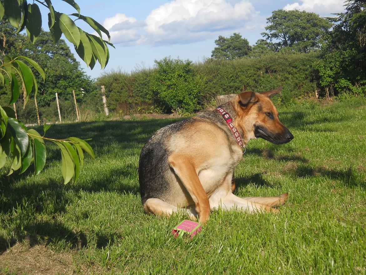 Blanding af racer Bella billede 10