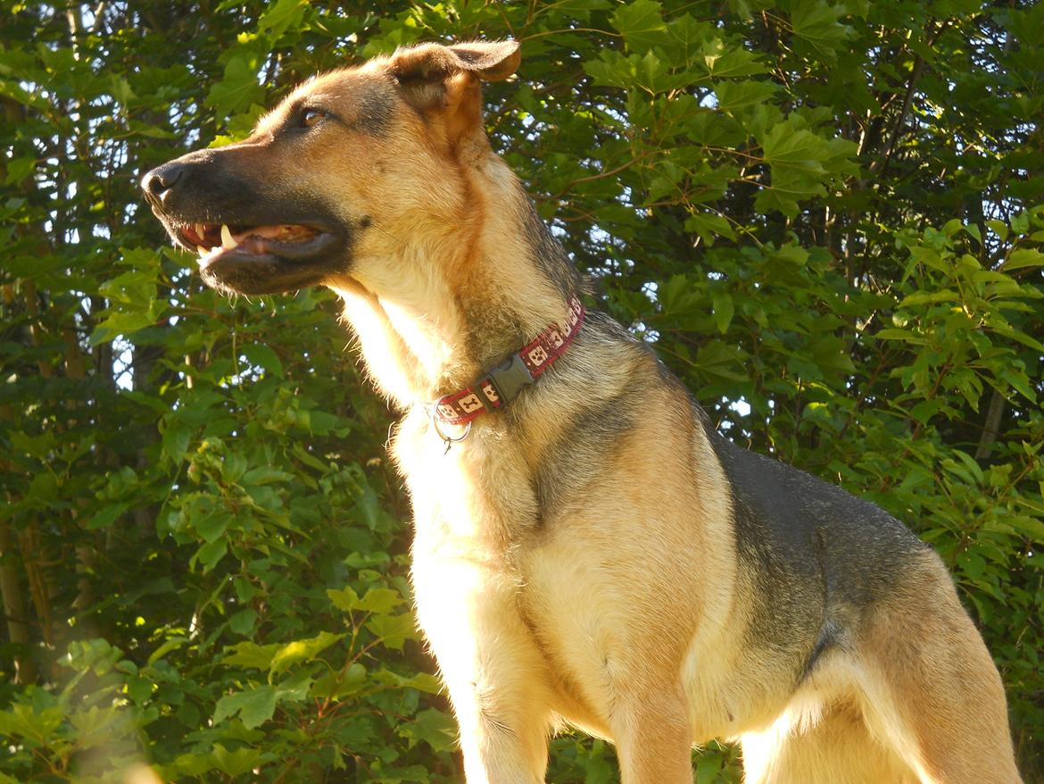 Blanding af racer Bella billede 11