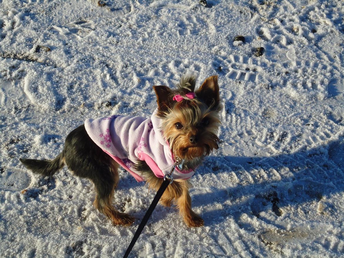 Yorkshire terrier Molly - Nyklippet Molly billede 8