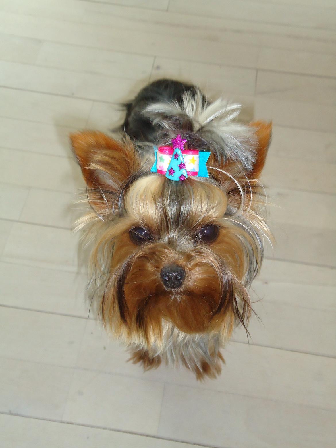 Yorkshire terrier Molly billede 9