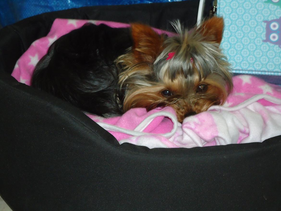 Yorkshire terrier Molly - Klar til ferie billede 10
