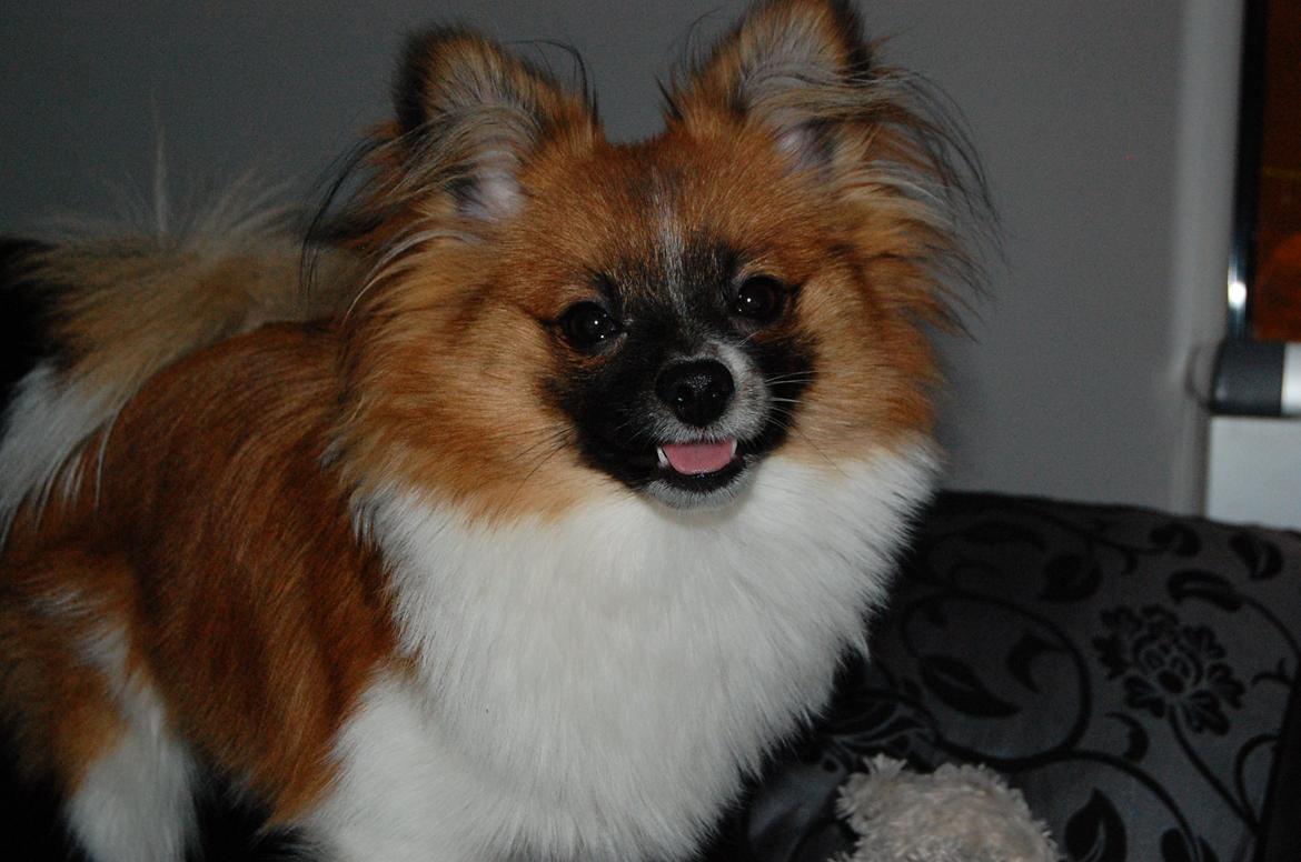 Blanding af racer **** Messi **** billede 1