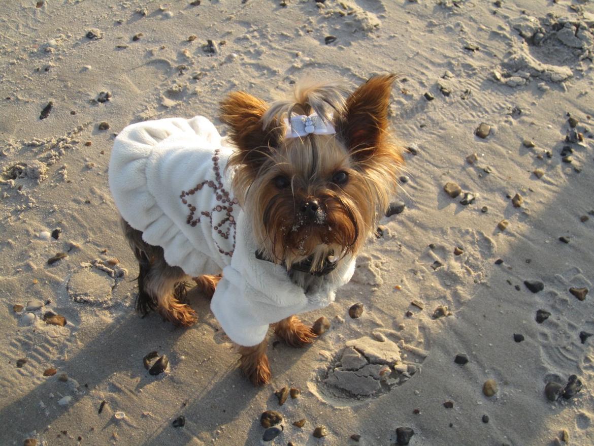 Yorkshire terrier Molly billede 12
