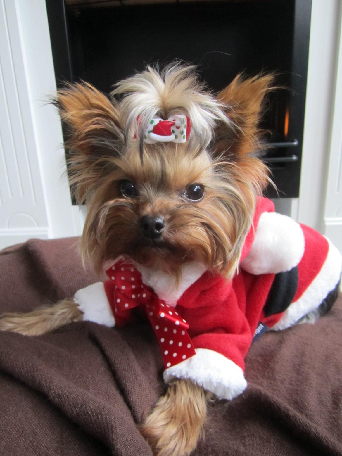 Yorkshire terrier Molly - Julehund <3 billede 13