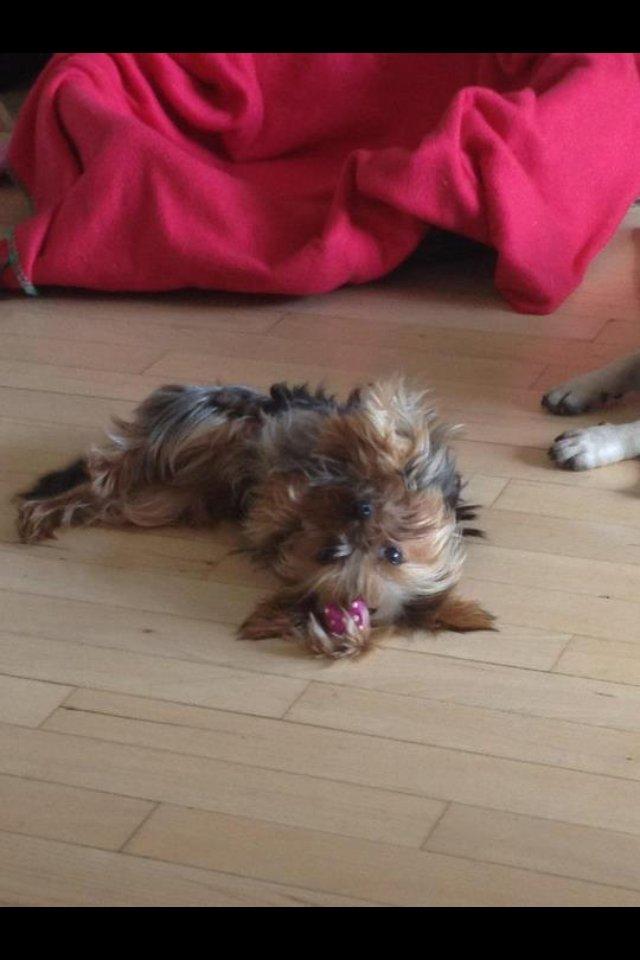 Yorkshire terrier Molly billede 14