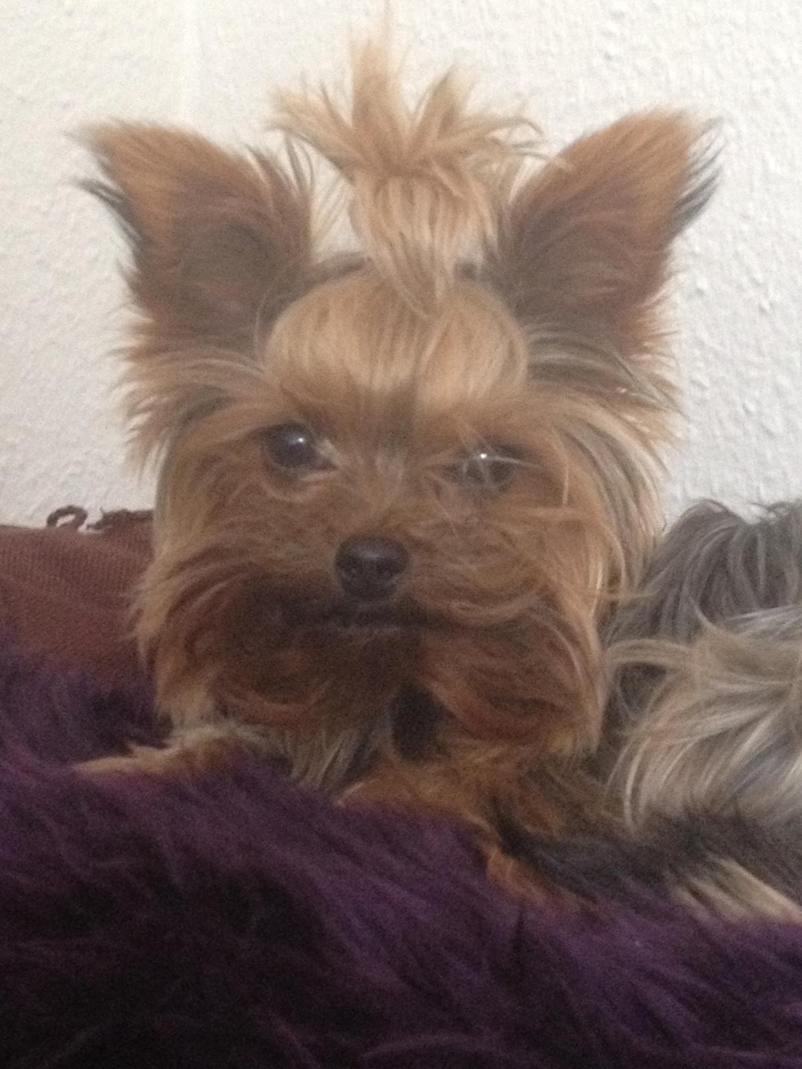 Yorkshire terrier Molly billede 15