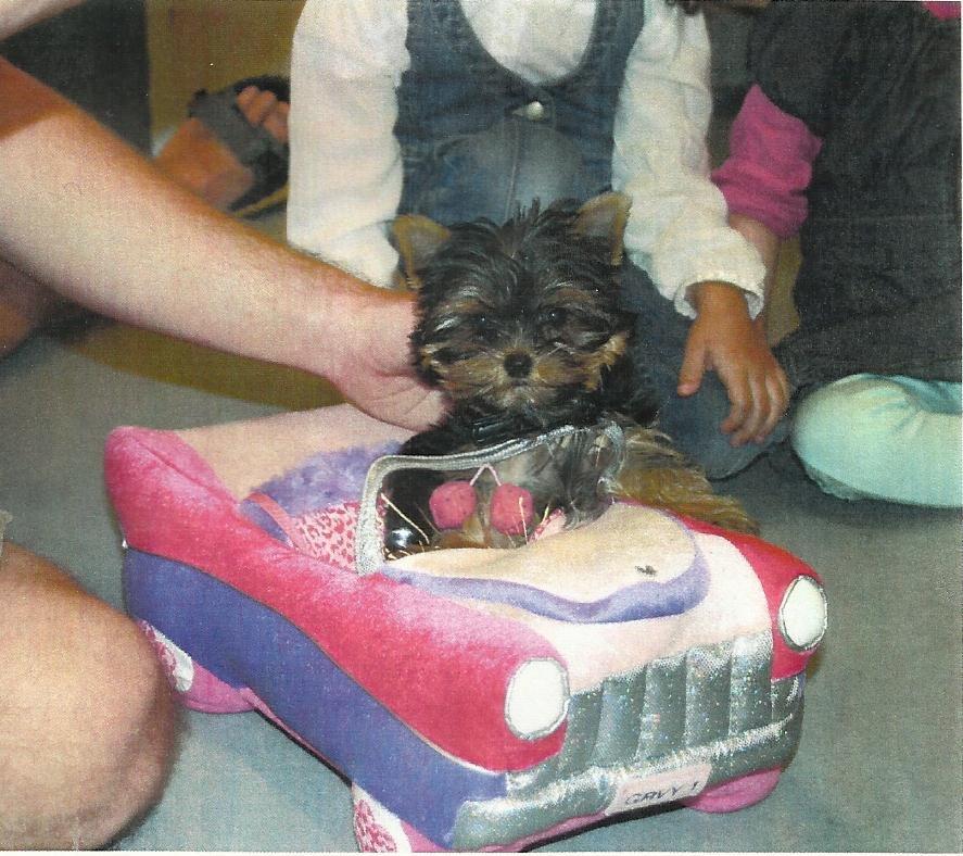 Yorkshire terrier Molly billede 16