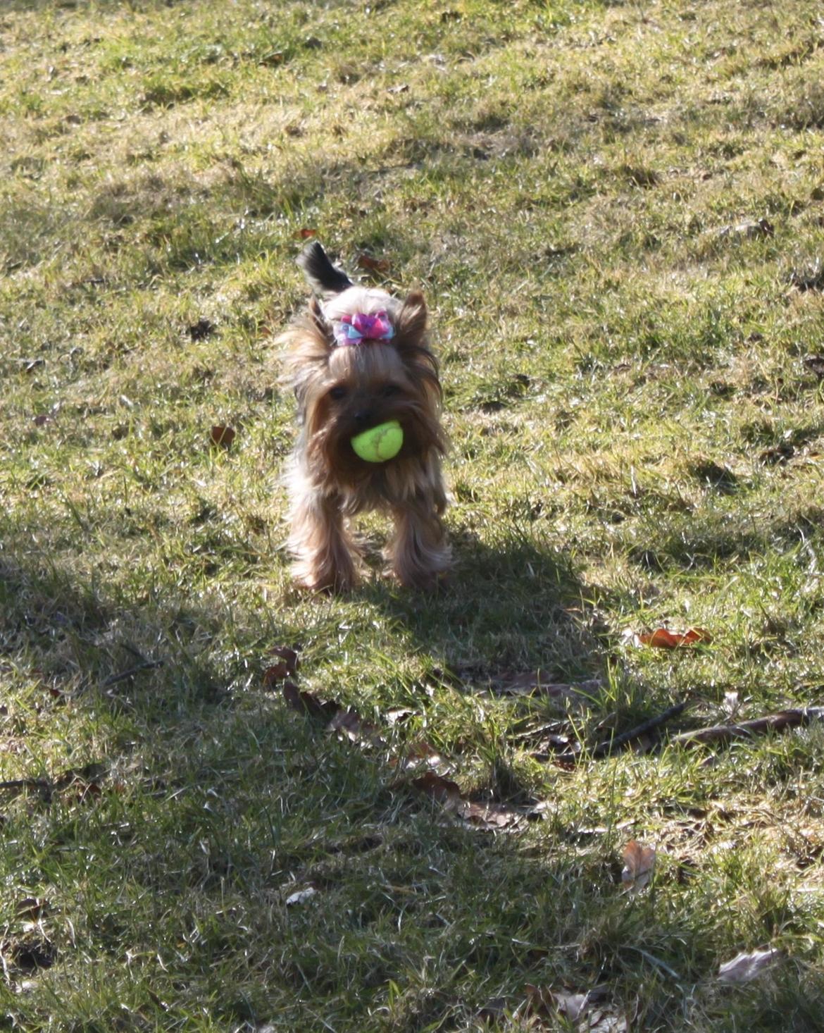 Yorkshire terrier Molly - Hurra for små tennisbolde :) billede 17