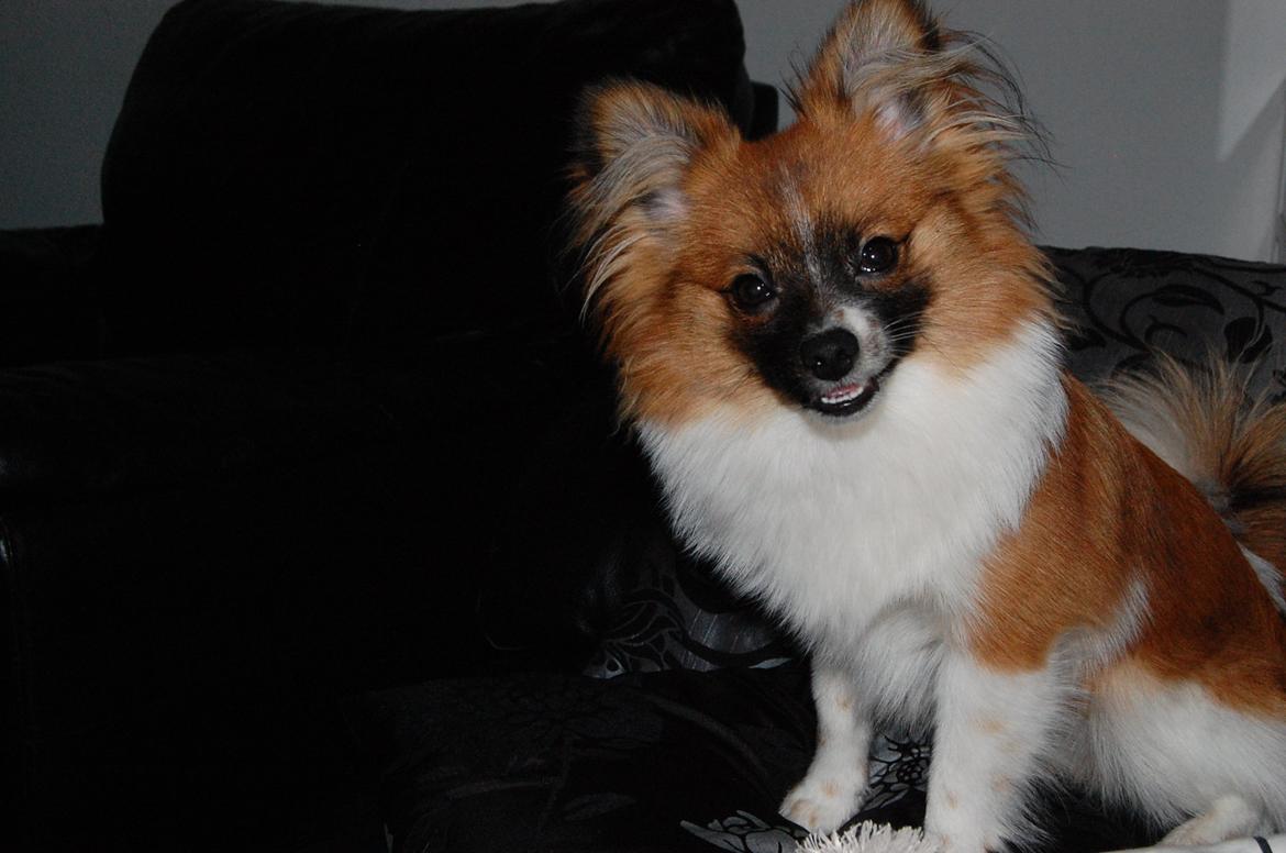 Blanding af racer **** Messi **** billede 20