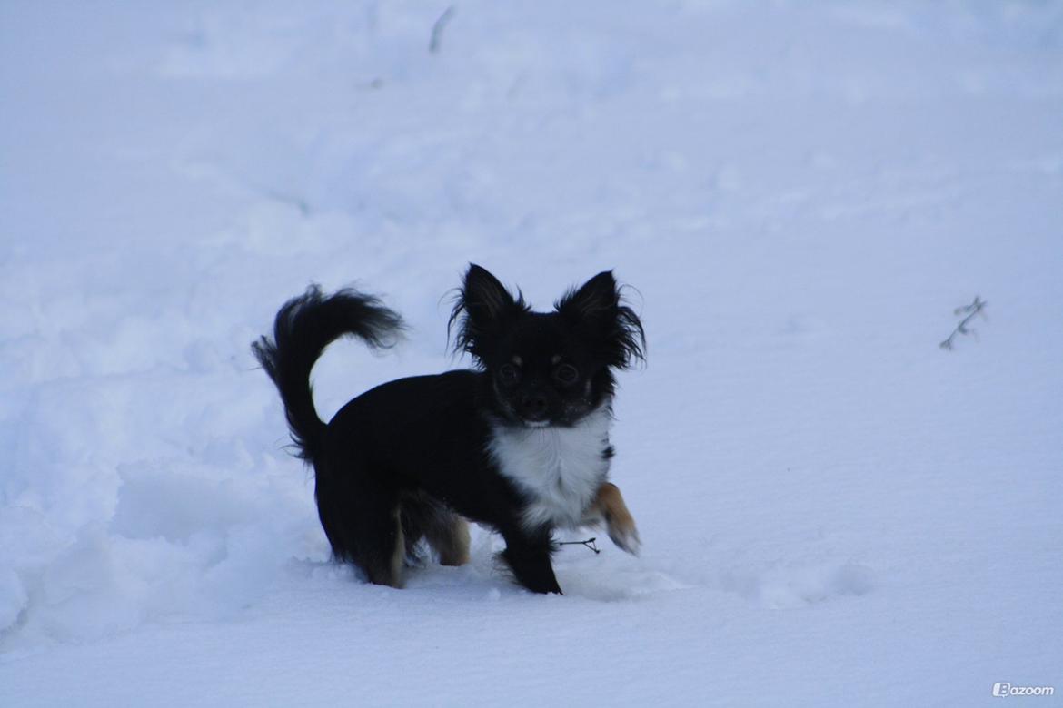 Chihuahua Milo - Dec. 2012 - første gang i snevejr. Det var sjovt! :-) billede 7