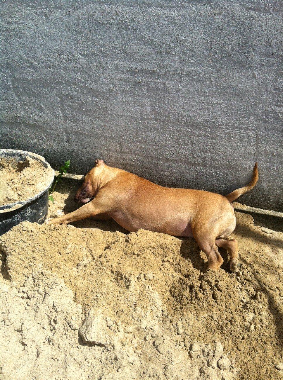 Bullterrier Harley ?hinmelhund? billede 18