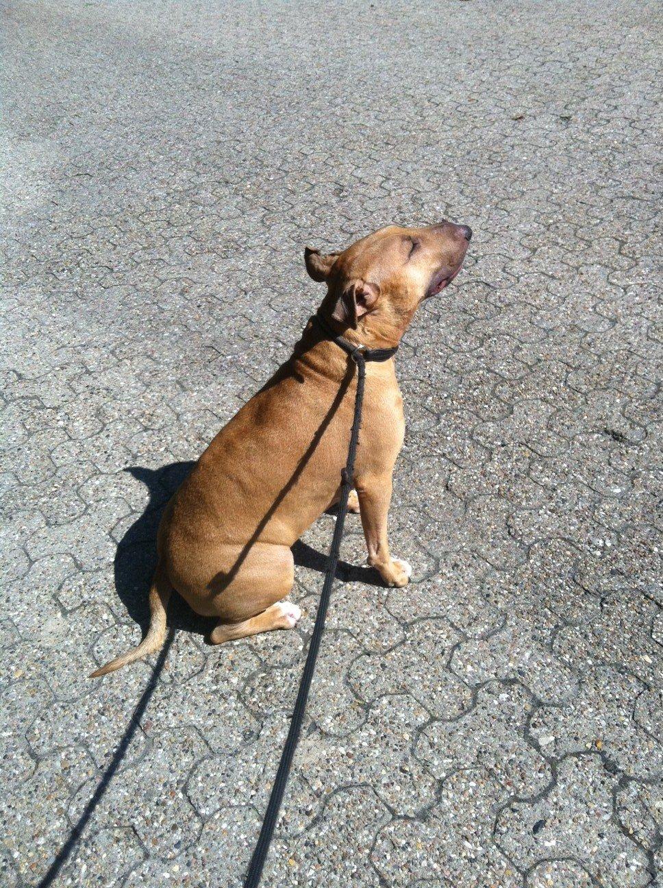 Bullterrier Harley ?hinmelhund? billede 19