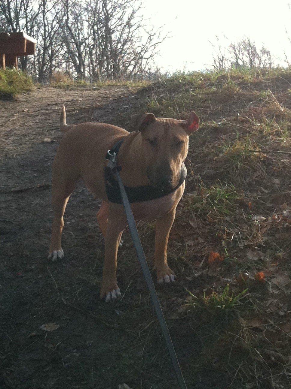 Bullterrier Harley ?hinmelhund? billede 20