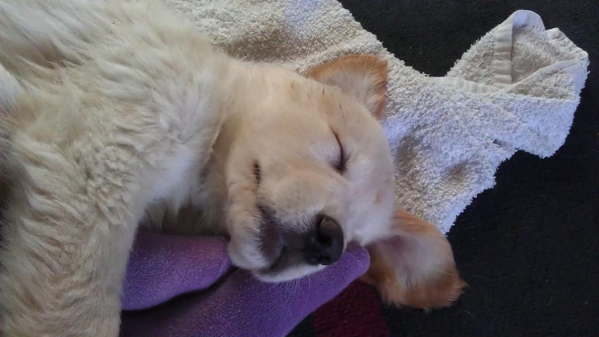 Blanding af racer Simba billede 12