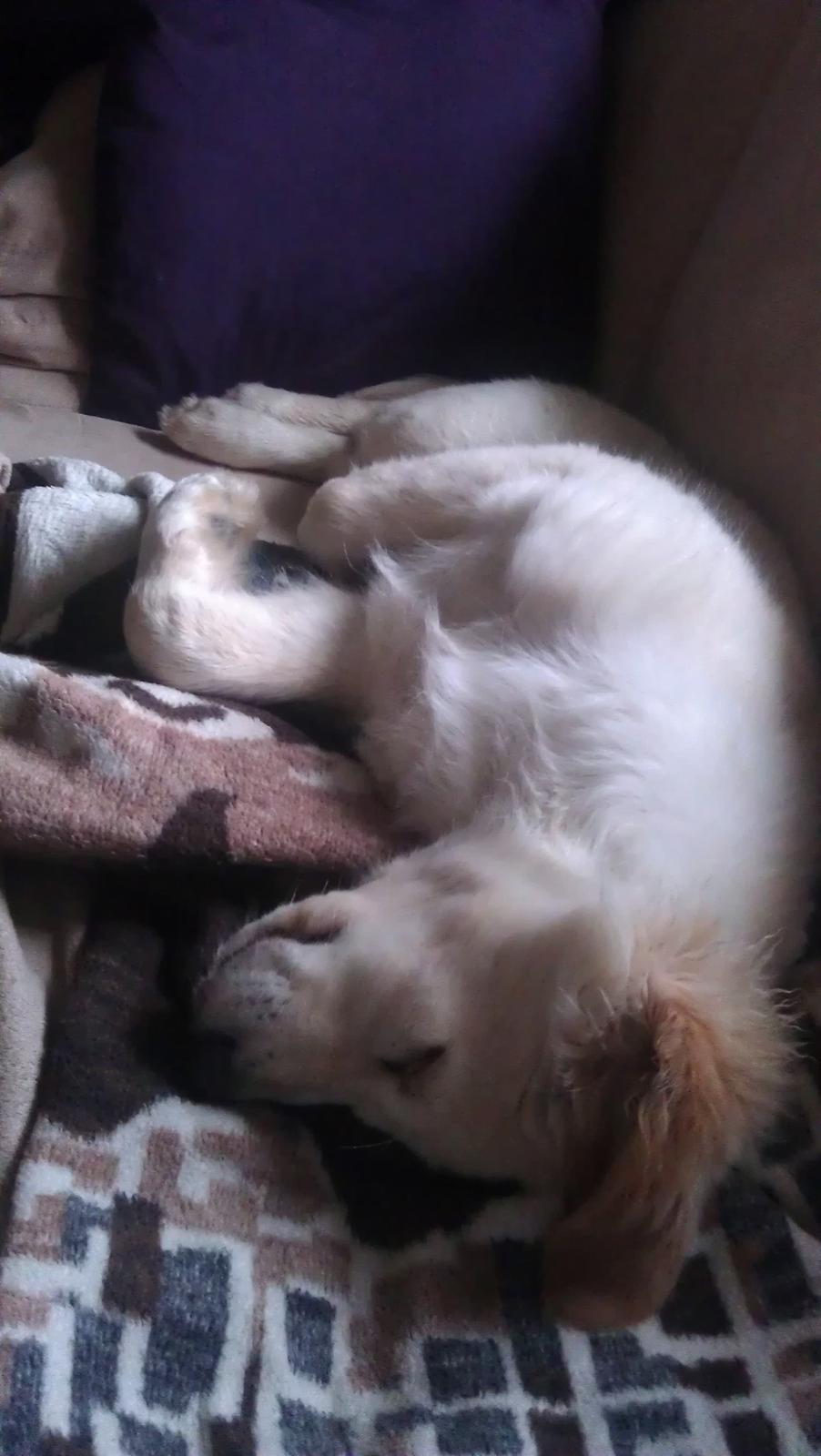 Blanding af racer Simba billede 13