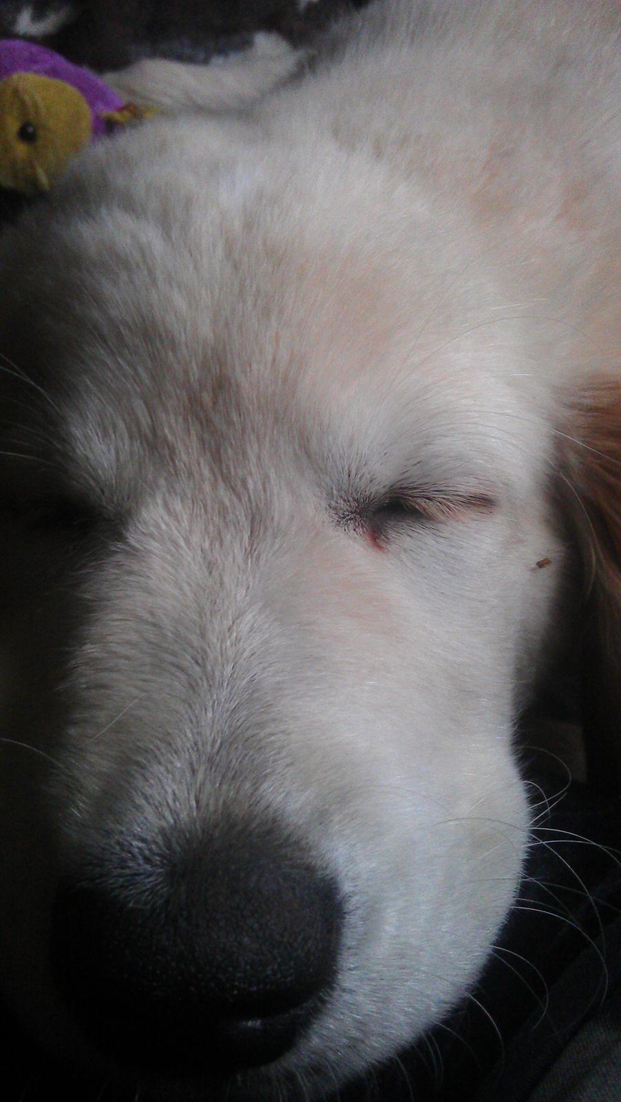 Blanding af racer Simba billede 14