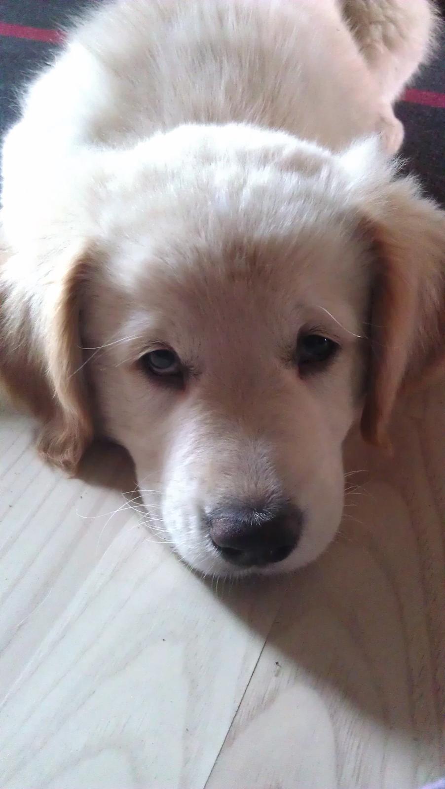 Blanding af racer Simba billede 15