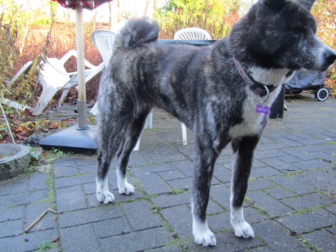 Akita inu Haku go - her er hun 9 mdr og ranglet.. billede 3