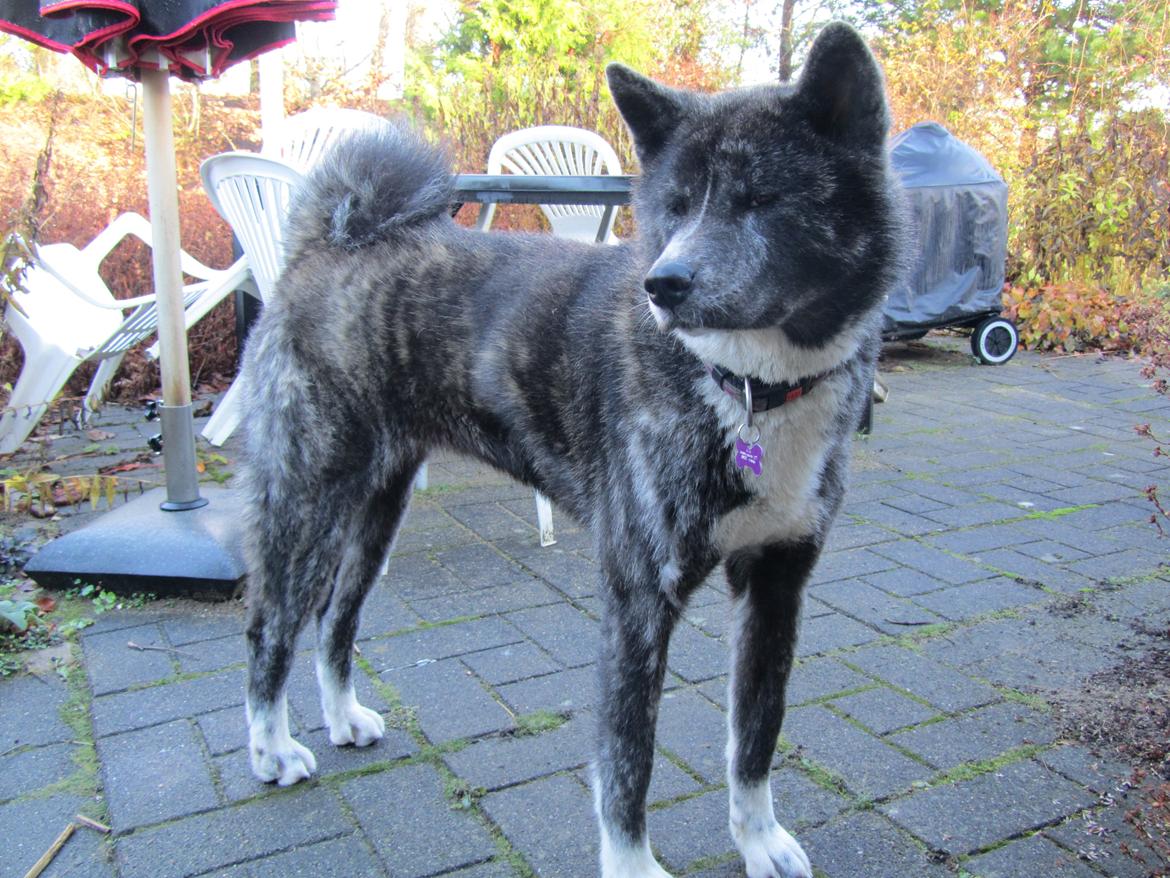 Akita inu Haku go billede 6